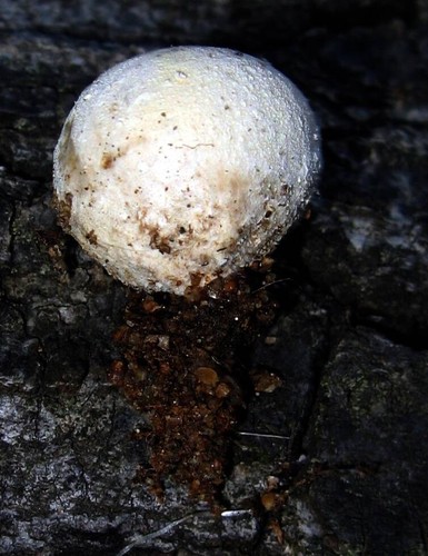 Tumbling Puffball