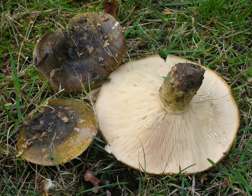 Ugly Milkcap