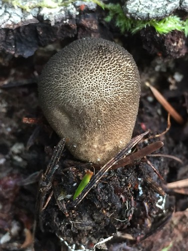 Umber-brown Puffball