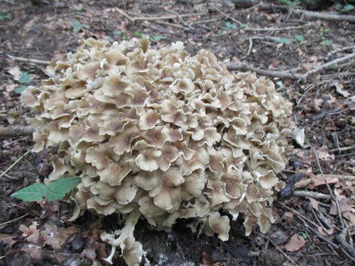 Umbrella Polypore