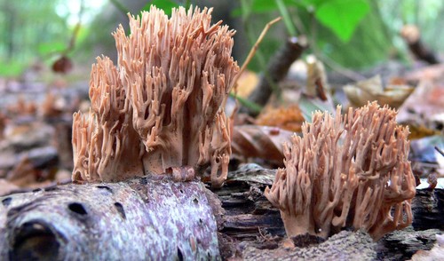 Upright Coral