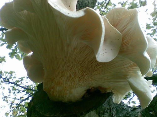 Veiled Oyster