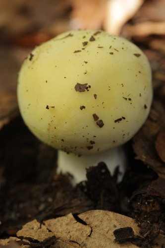 Velvet Brittlegill