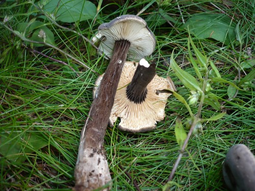 Velvet Milkcap