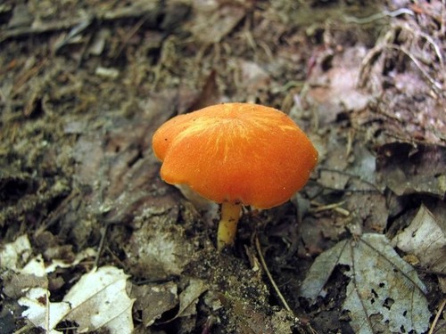Vermilion Waxcap