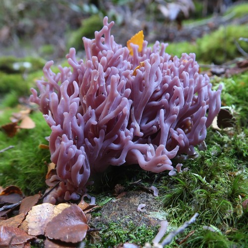 Violet Coral