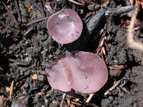 Violet Fairy Cup