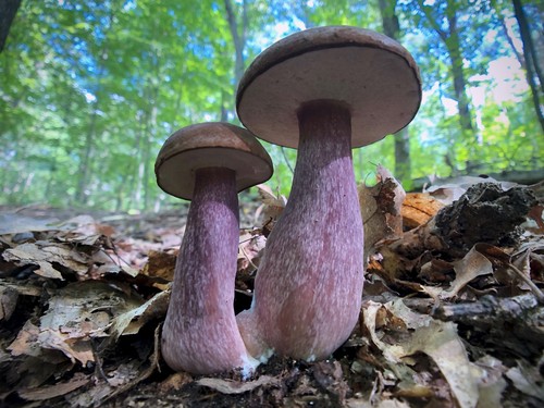Violet-gray Bolete