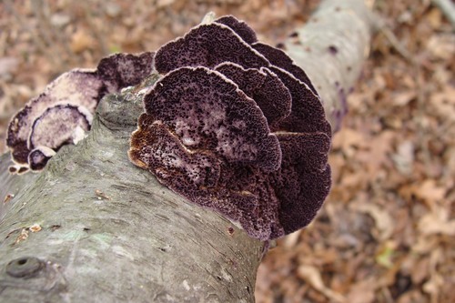 Violet-toothed Polypore