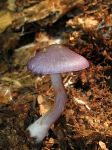 Viscid Violet Cort