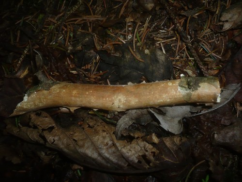 Waxy Crust