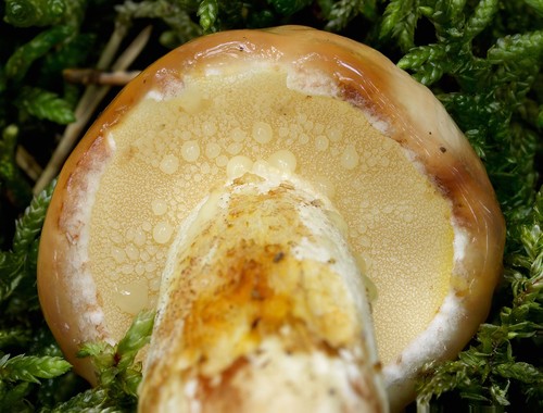 Weeping Bolete