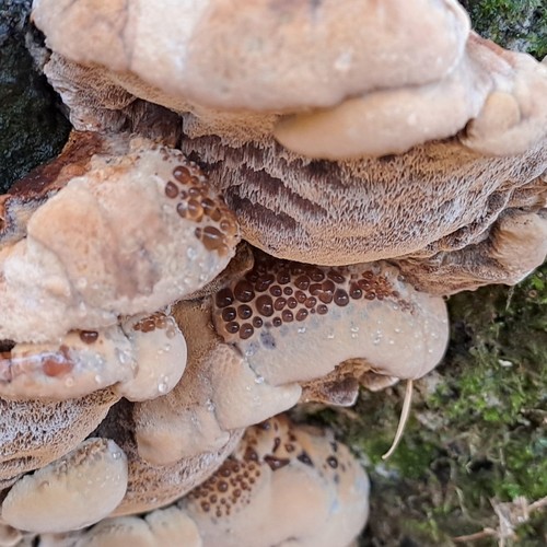 Weeping Polypore