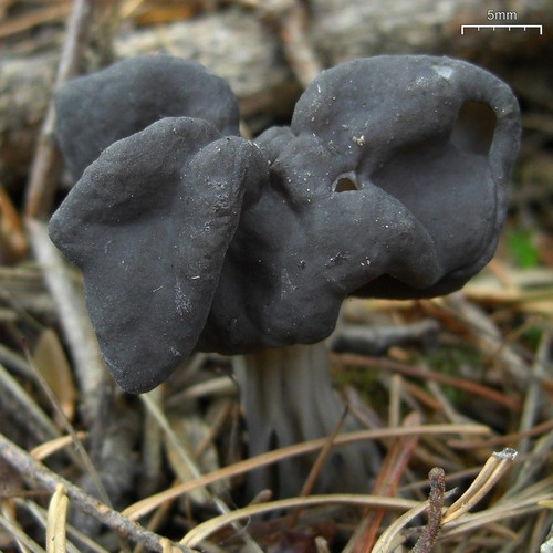Western Black Elfin Saddle