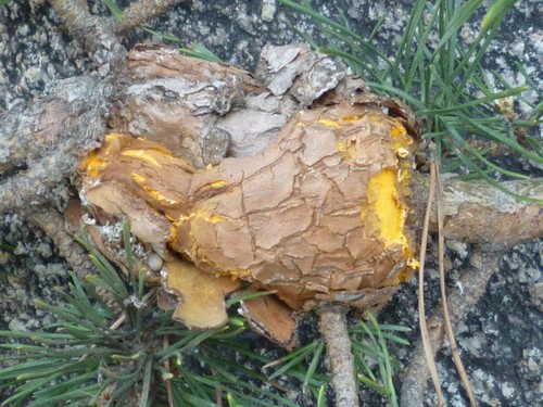 Western Gall Rust