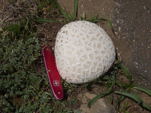 Western Giant Puffball