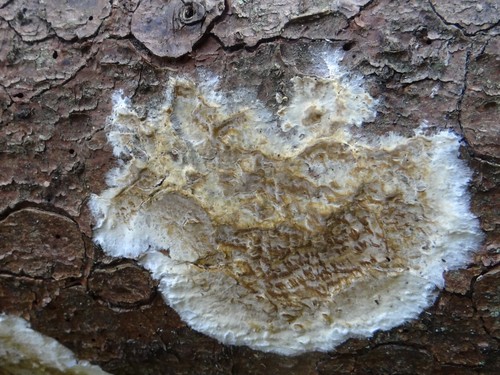 Wet Rot Fungus
