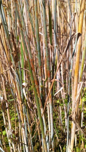 Wheat Stem Rust
