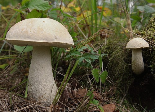 White Birch Bolete