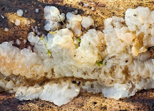 White Brain