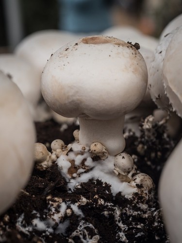 White Button Mushroom