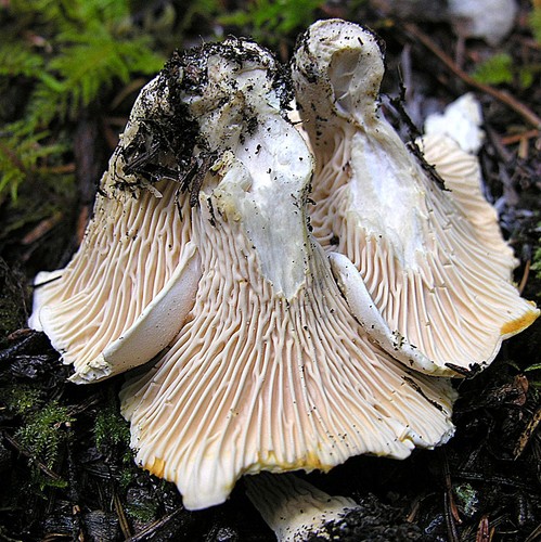 White Chanterelle