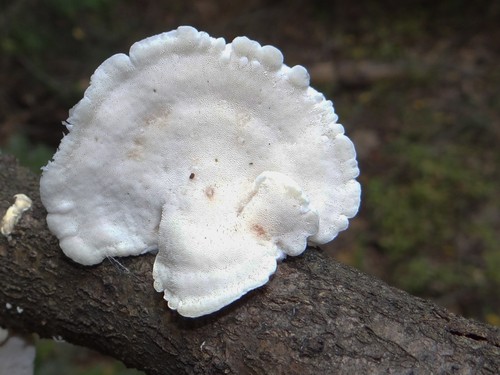 White Cheese Polypore