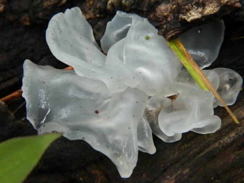 White Coral Jelly