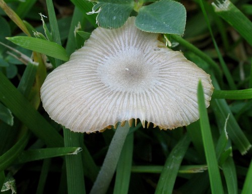 White Dunce Cap