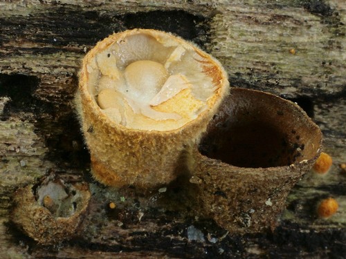 White-egg Bird's Nest