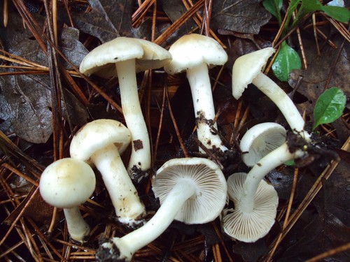 White Fibrecap