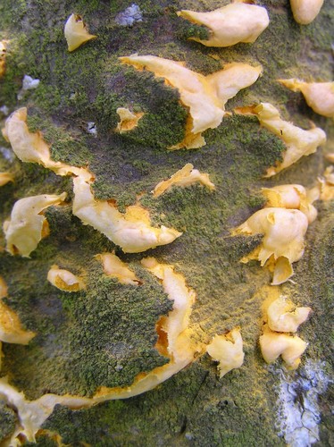 White Pine Blister Rust