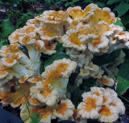 White-pored Chicken of the Woods