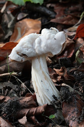 White Saddle