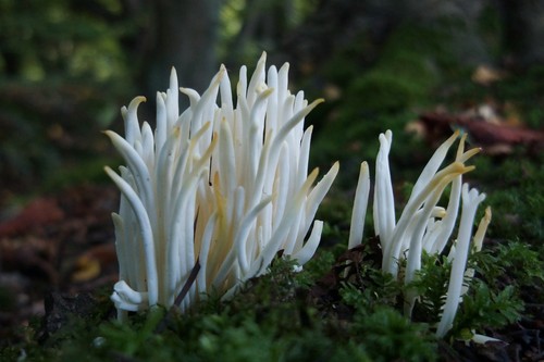 White Spindles