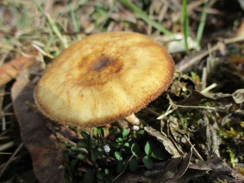 Winter Polypore