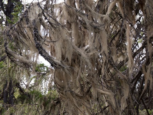 Witch's Hair Lichen