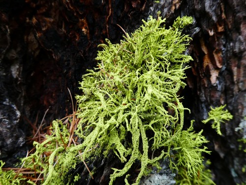 Wolf Lichen