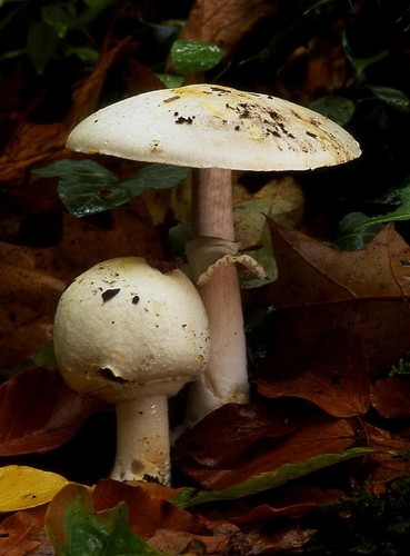 Wood Mushroom