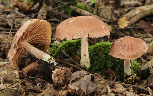 Wood Woollyfoot