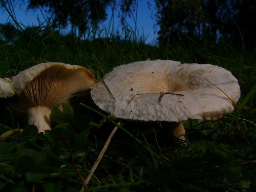 Woolly Milkcap