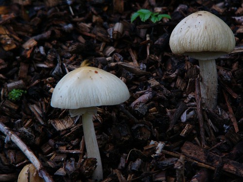 Wrinkled Fieldcap