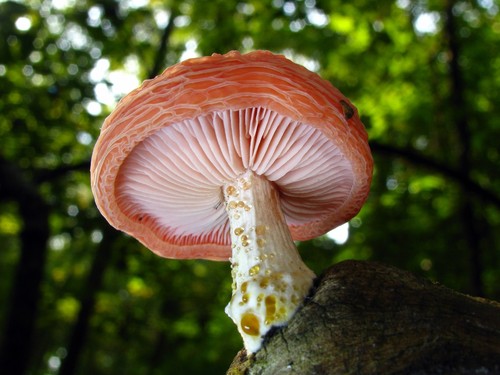 Wrinkled Peach