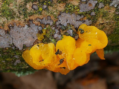Yellow Brain