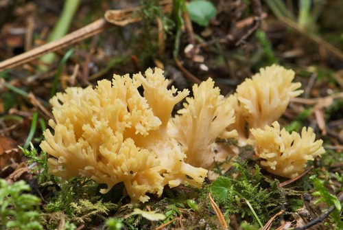 Yellow Coral