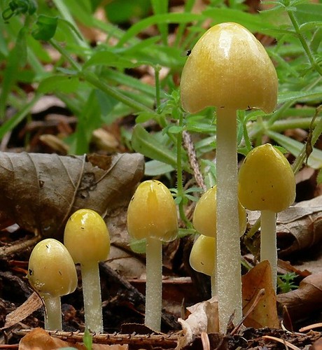 Yellow Fieldcap