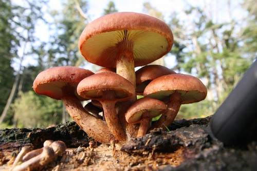 Yellow-gilled Gymnopilus