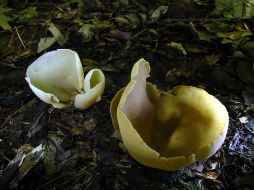 Yellow-juice Cup