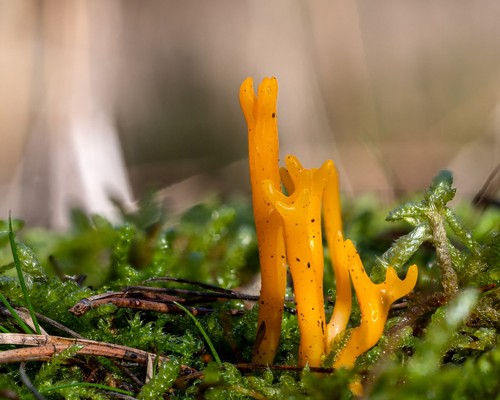 Yellow Stagshorn