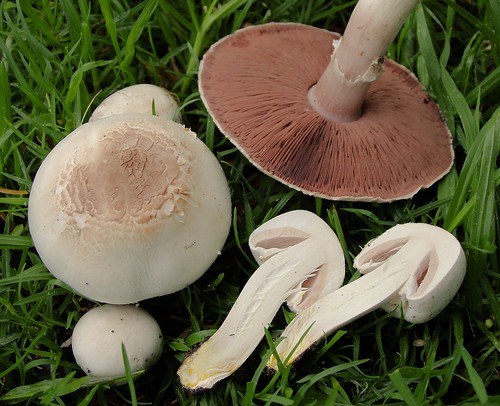 Yellow Stainer